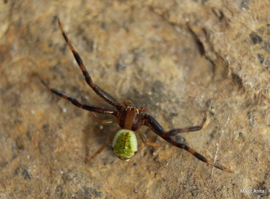 Ebrechtella tricuspidata - alakoskodó karolópók