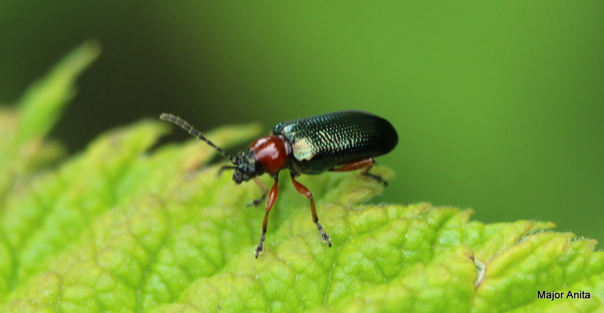 Oulema melanopus/duftschmidi