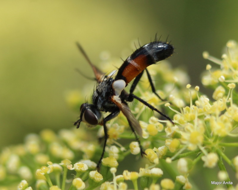 Cylindromyia