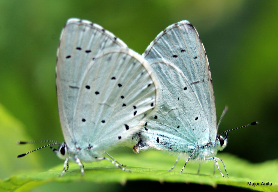Celastrina argiolus - bengeboglárka