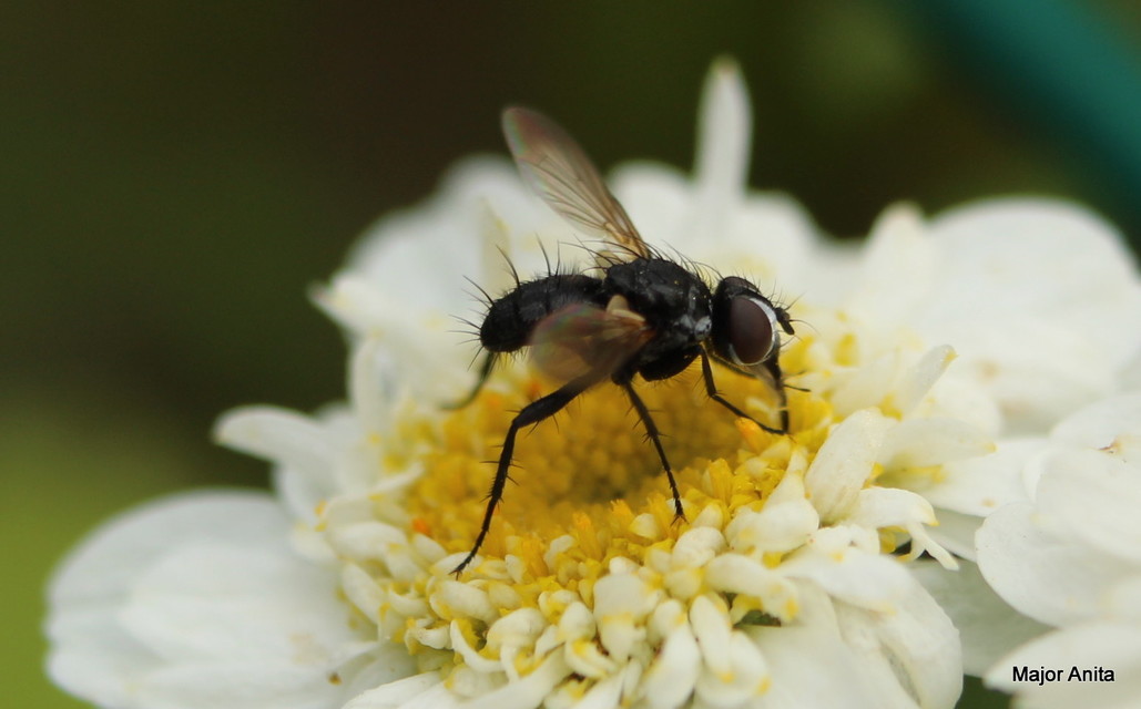 Phania