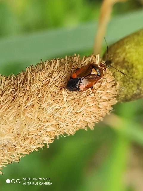 Deraeocoris ruber - vöröses mezeipoloska