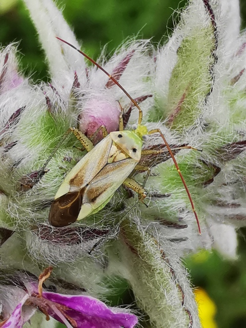 Adelphocoris lineolatus - lucernapoloska