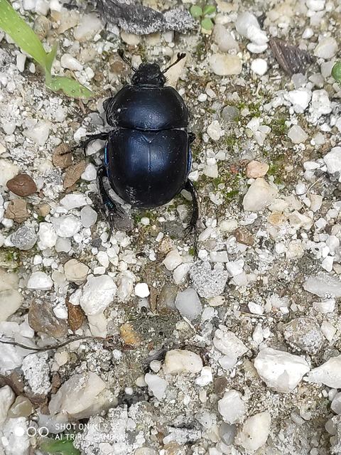 Trypocopris vernalis - tavaszi álganéjtúró