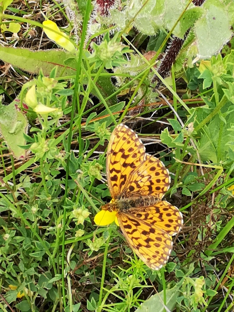 Boloria dia - kis gyöngyházlepke