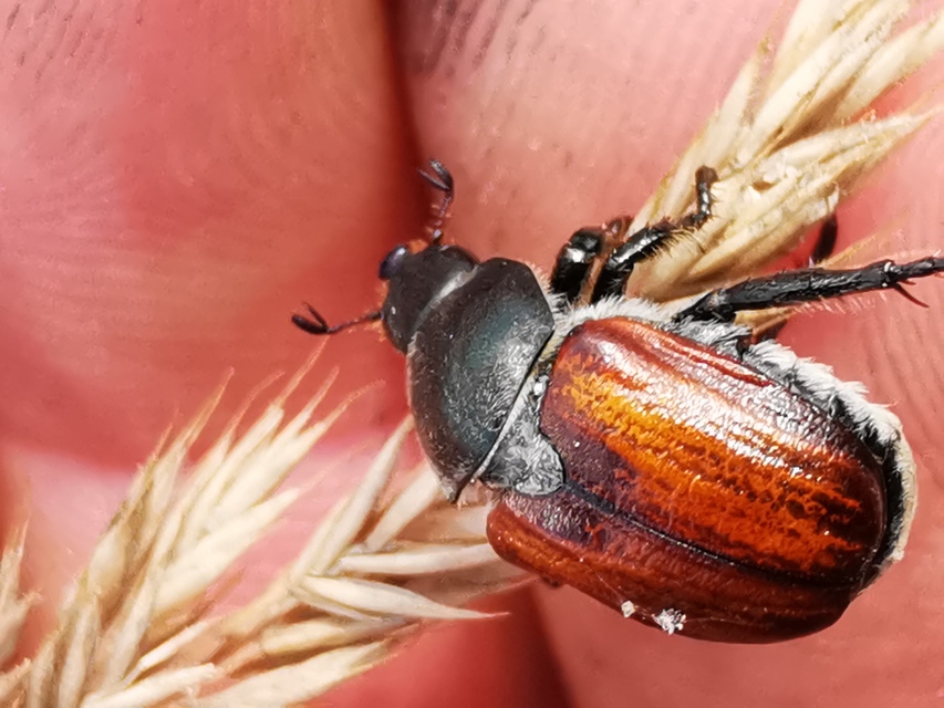 Anisoplia lata - széles szipoly Anisoplia lata - széles szipoly