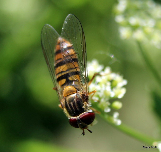 Episyrphus balteatus - ékfoltos zengőlégy