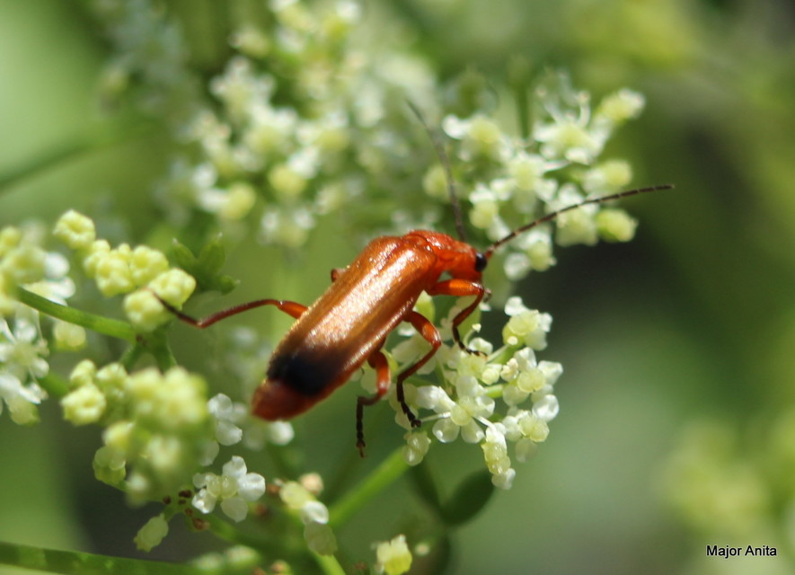 Rhagonycha fulva - feketevégű lágybogár