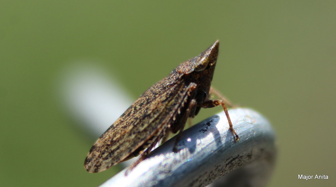Aphrodes