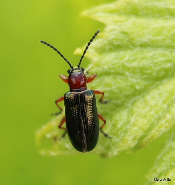 Oulema melanopus/duftschmidi