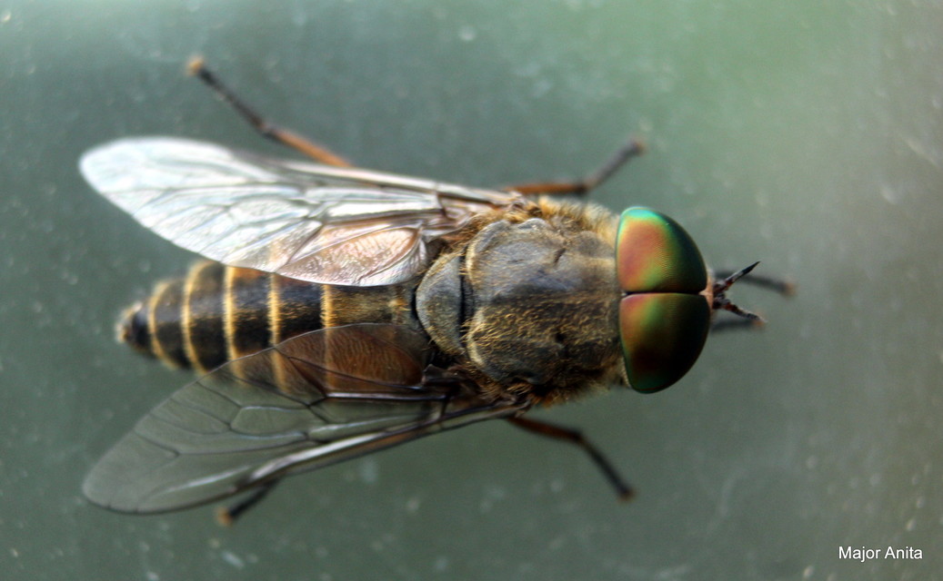 Tabanus