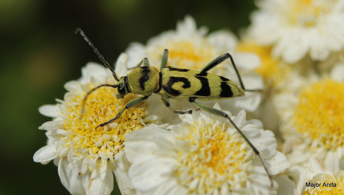Chlorophorus varius - díszes darázscincér