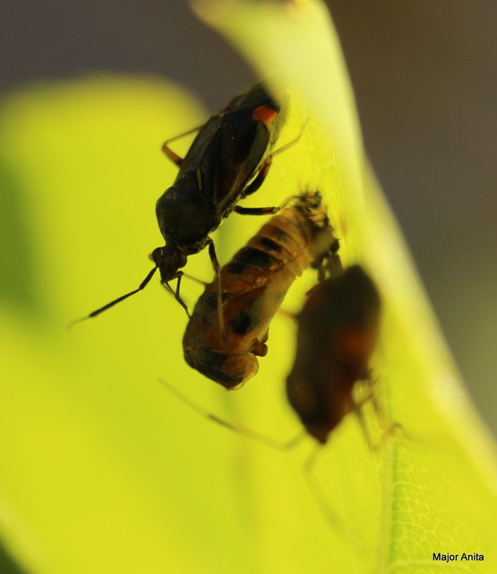 Deraeocoris ruber - vöröses mezeipoloska