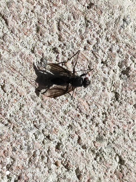 Melanophora roralis