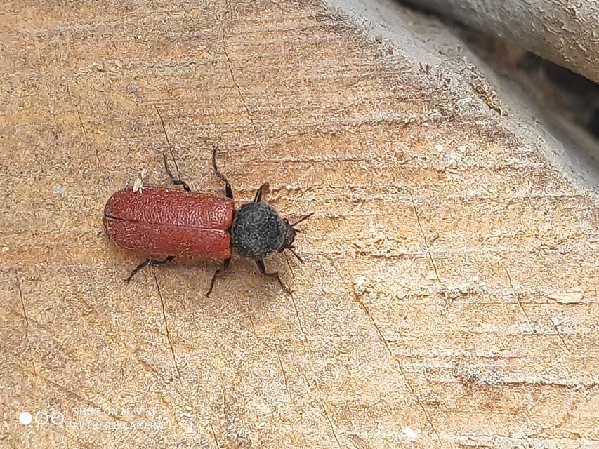 Bostrichus capucinus - piros csuklyásszú