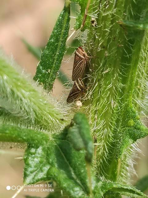 Aphrodes makarovi