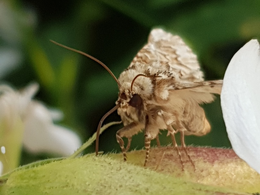 Hadena irregularis - homoki szegfűbagoly