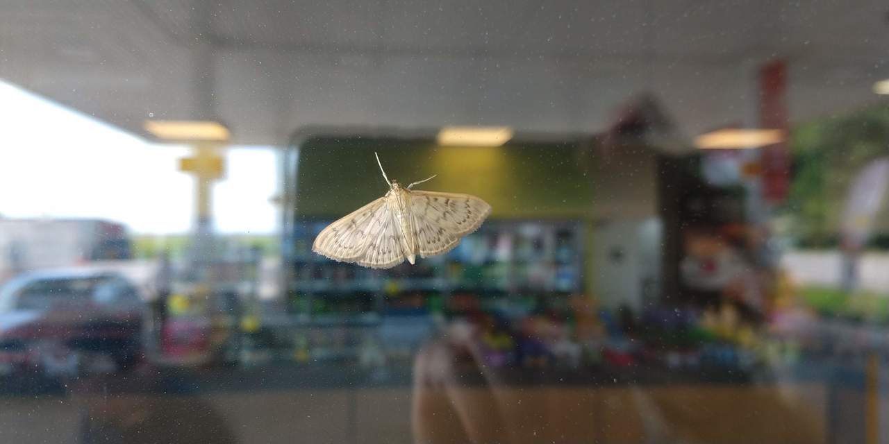 Patania ruralis - csalánevő tűzmoly