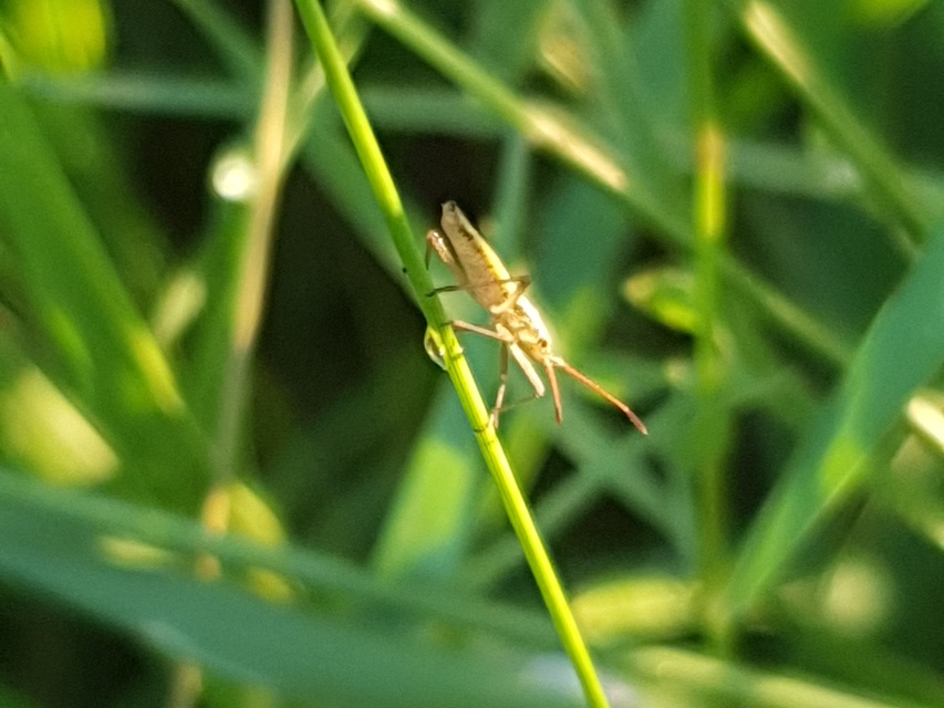 Myrmus miriformis - kurtaszárnyú karimáspoloska