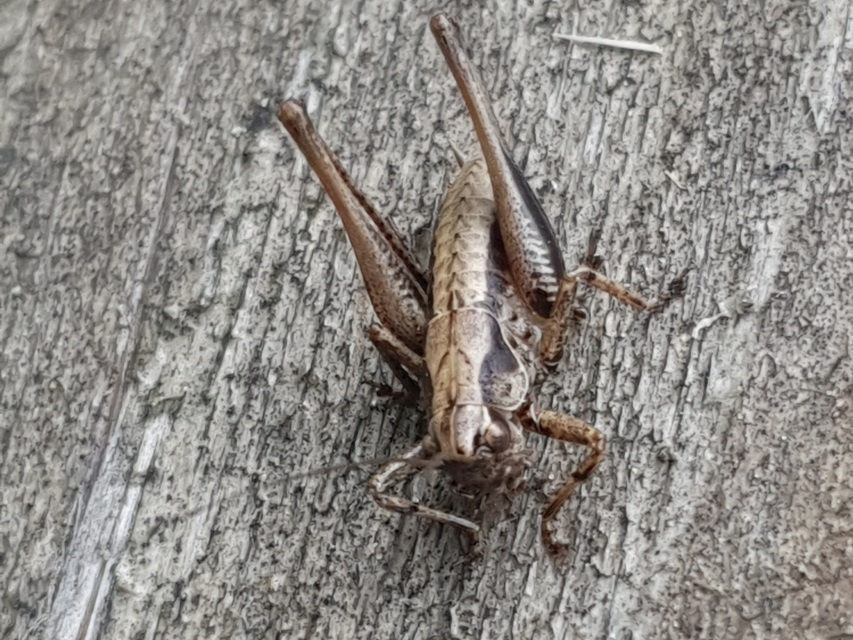 Pholidoptera griseoaptera - szürke avarszöcske