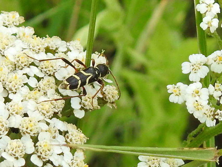 Clytus rhamni - benge-darázscincér