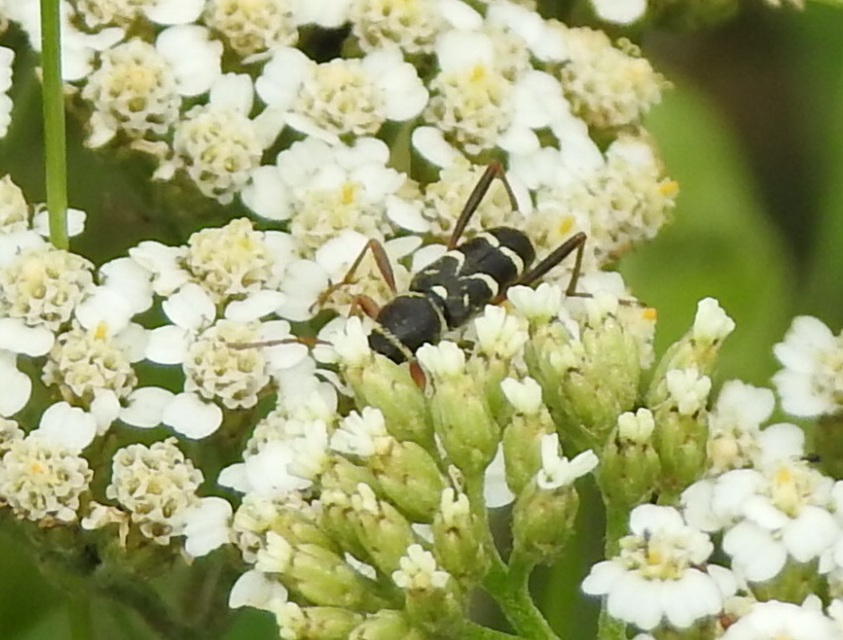 Clytus rhamni - benge-darázscincér