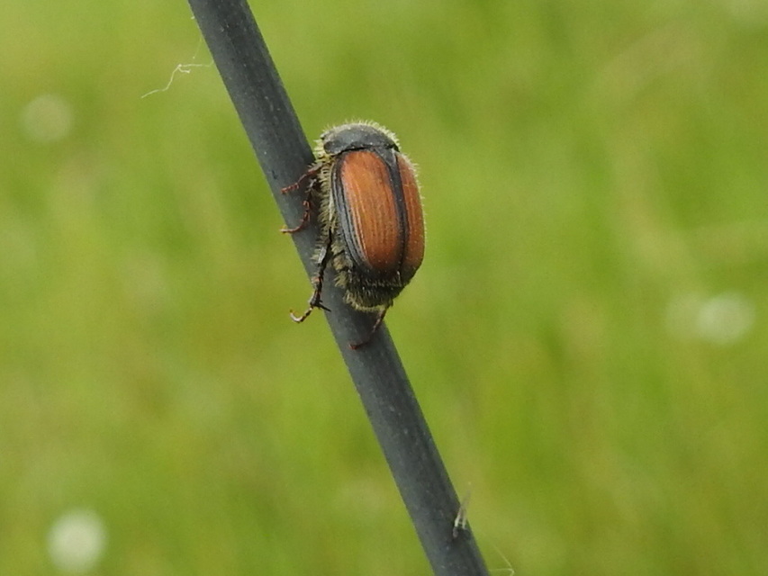 Omaloplia nigromarginata - szegélyes kiscserebogár