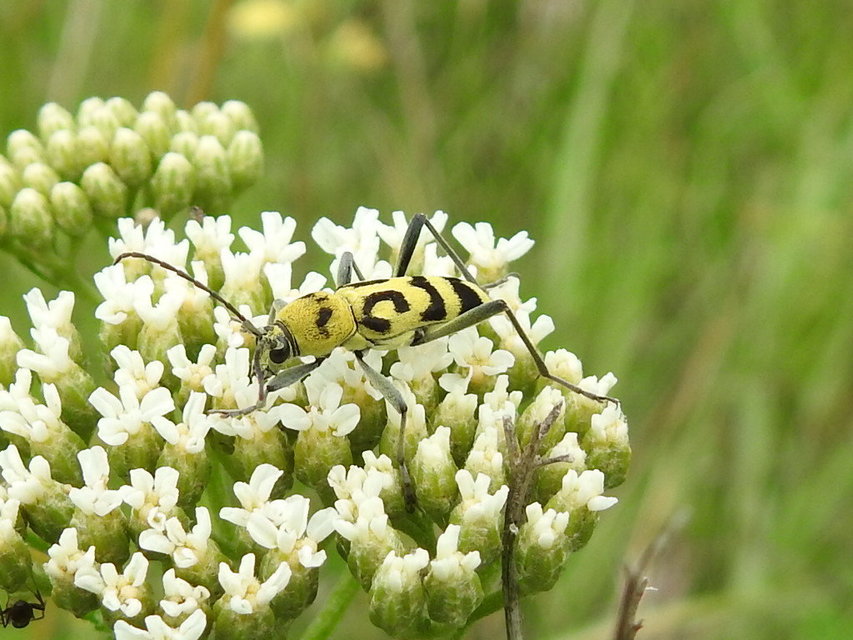 Chlorophorus varius - díszes darázscincér