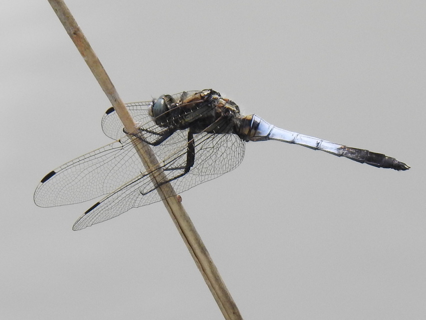 Orthetrum albistylum - fehérfarkú pásztorszitakötő
