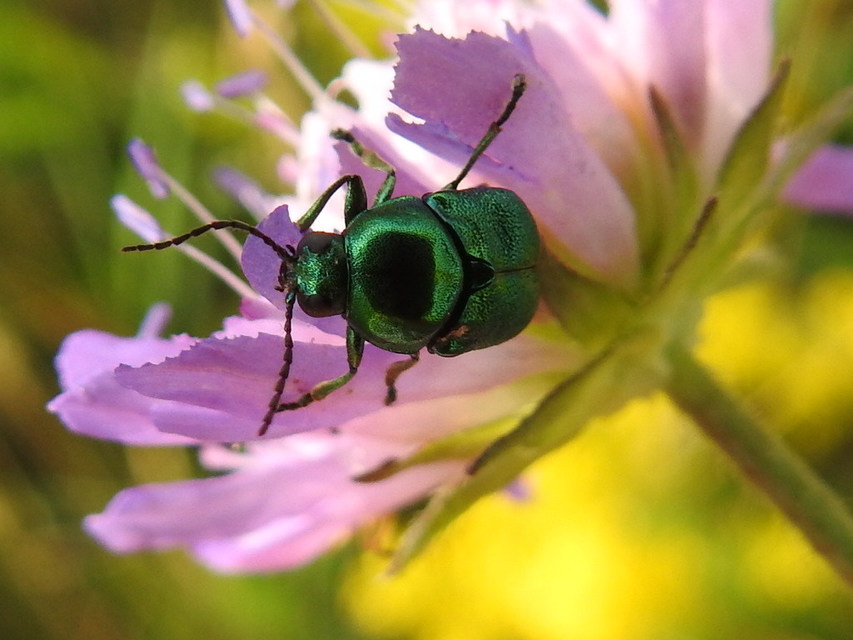 Cryptocephalus sericeus - nagy fészkesbogár