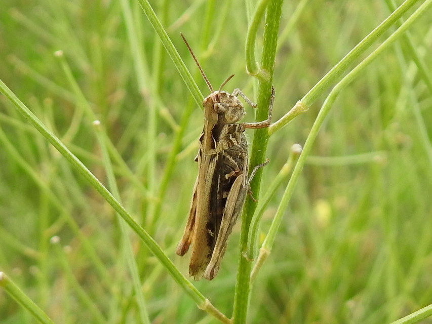 Chorthippus (Glyptobothrus) (subgenus)