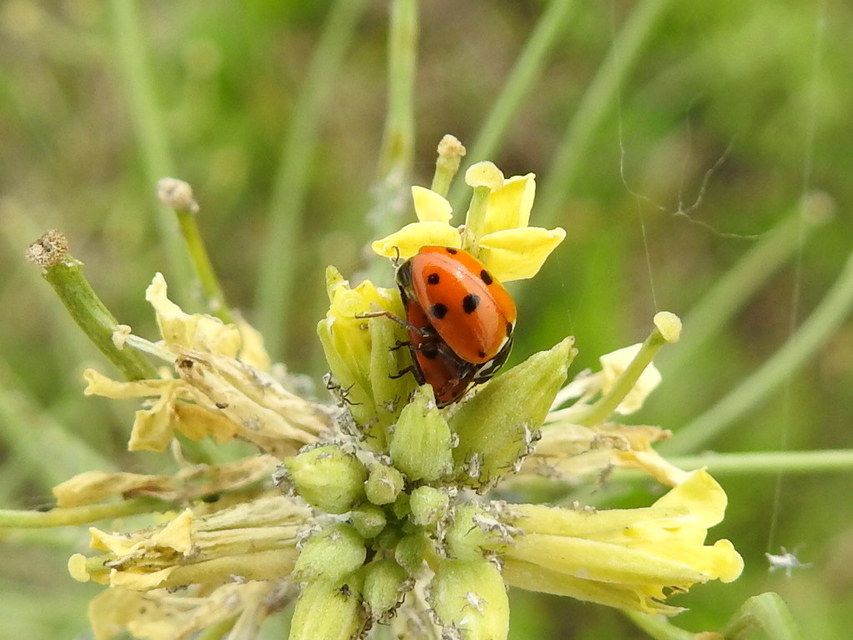Hippodamia variegata - tizenhárompettyes katica
