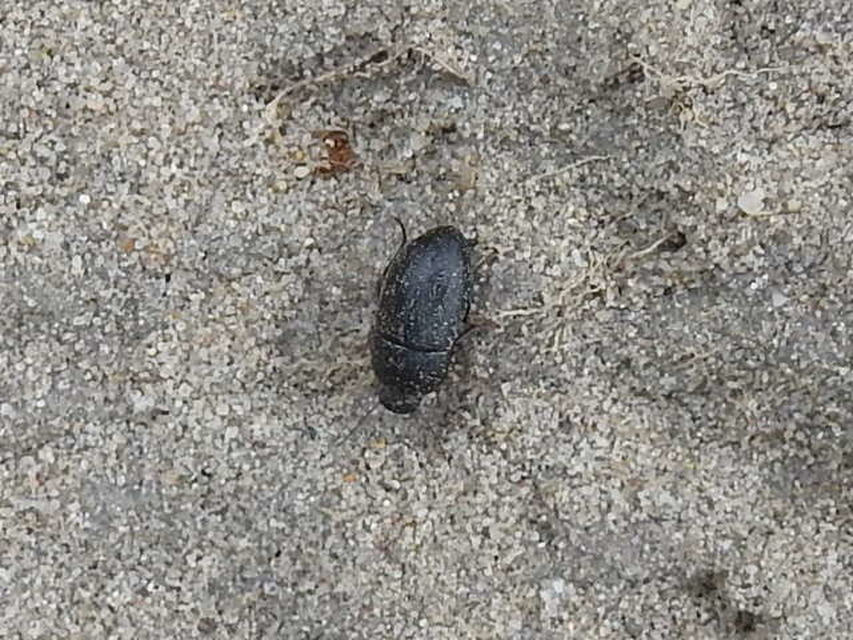 Crypticus quisquilius - fürge gyászbogár