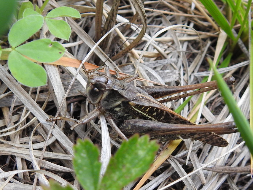 Decticus verrucivorus - szemölcsevő szöcske