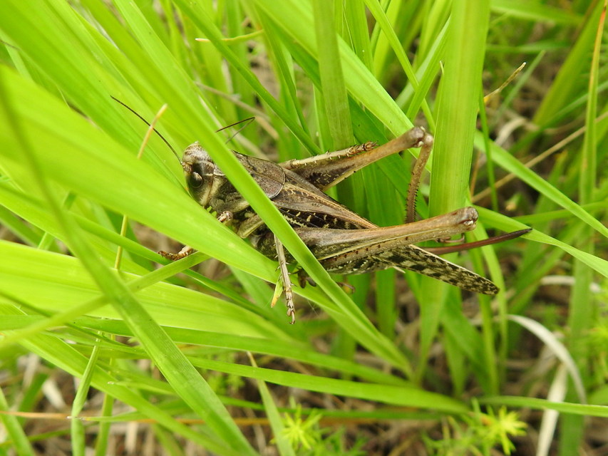 Decticus verrucivorus - szemölcsevő szöcske