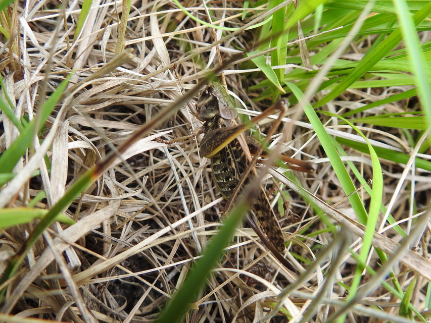 Decticus verrucivorus - szemölcsevő szöcske