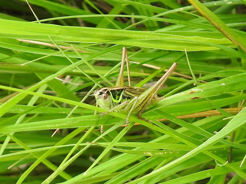 Roeseliana roeselii - Rösel-rétiszöcske