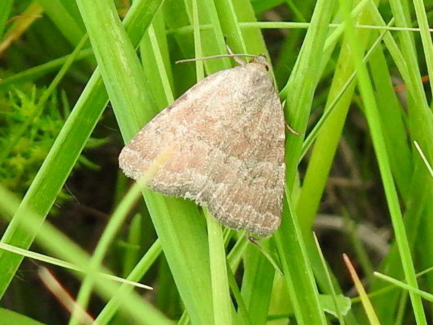 Acosmetia caliginosa - imolabagoly