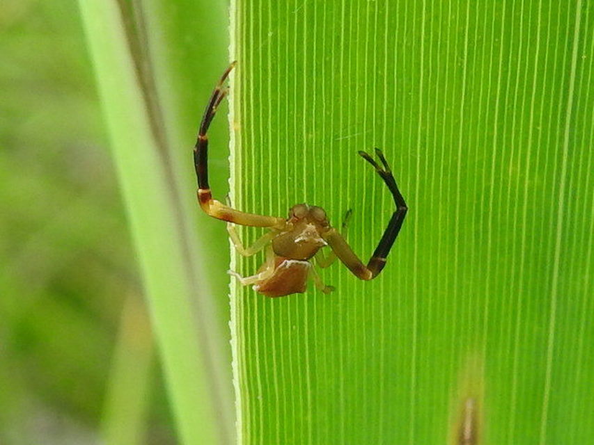 Pistius truncatus - csonka karolópók