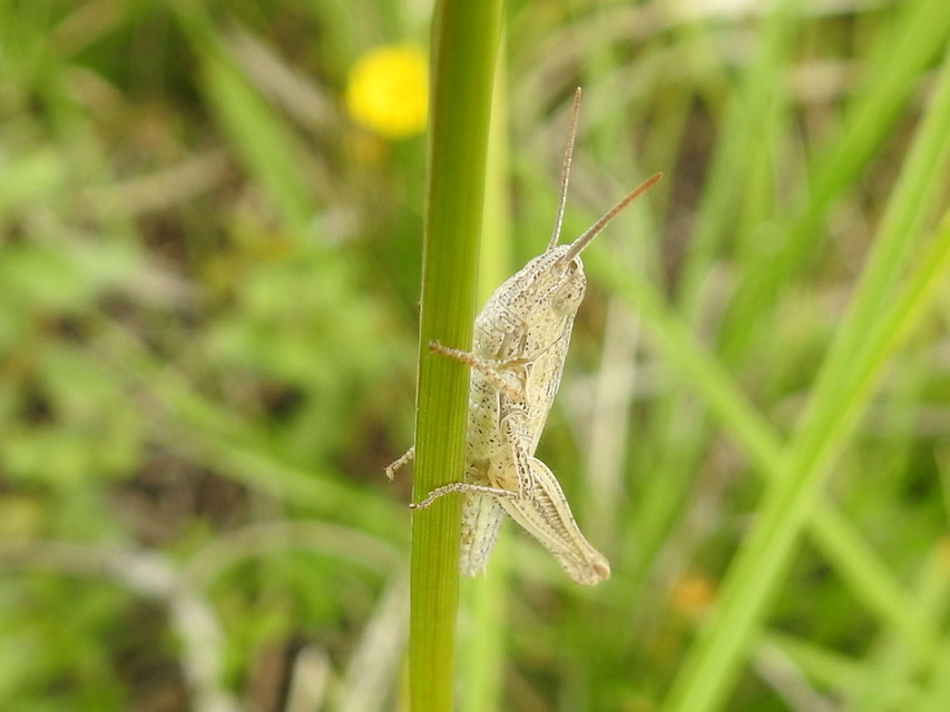 Euchorthippus