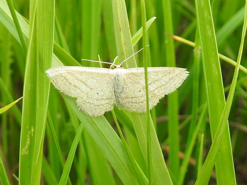 Scopula virgulata - vesszős sávosaraszoló