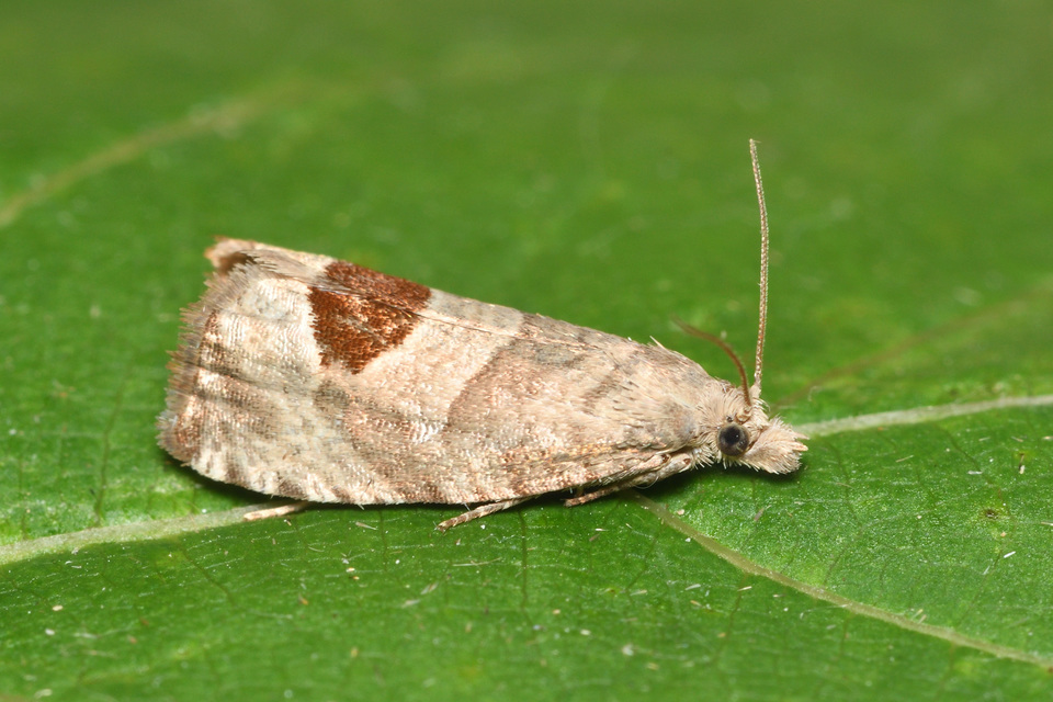 Notocelia uddmanniana - málnasodró tükrösmoly