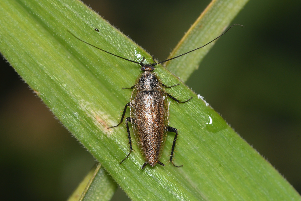 Ectobius erythronotus - sárgatorú erdeicsótány