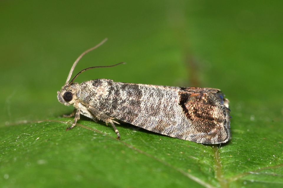 Cydia pomonella - almamoly