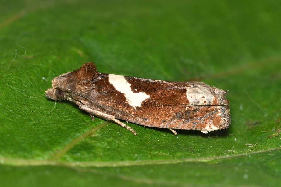 Epiblema foenella - kampósfoltú tükrösmoly