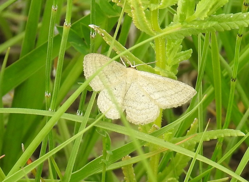 Scopula virgulata - vesszős sávosaraszoló