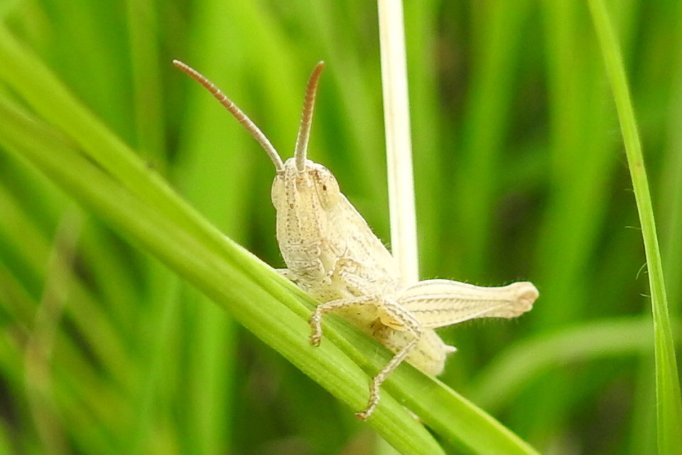 Euchorthippus