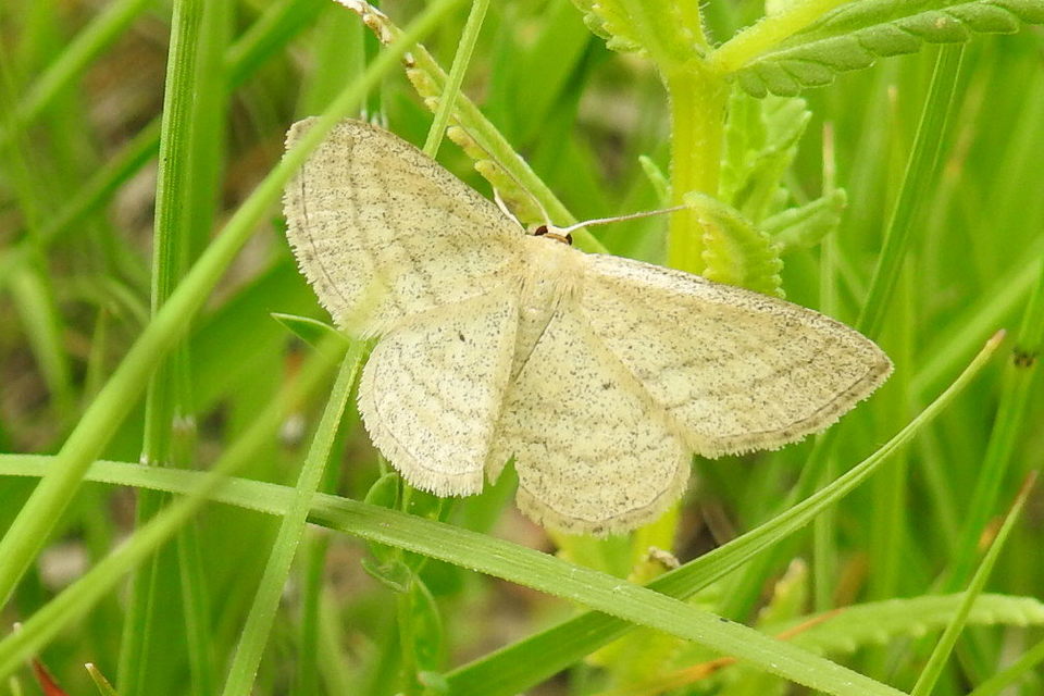 Scopula virgulata - vesszős sávosaraszoló