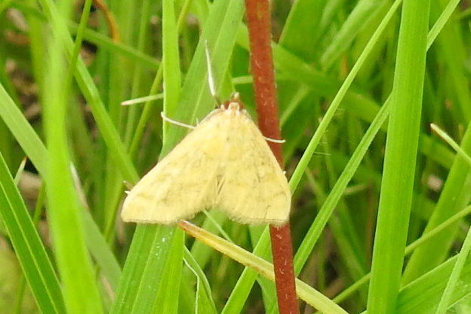 Sitochroa verticalis - világossárga dudvamoly