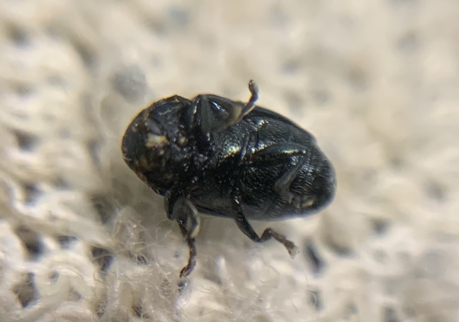 Cryptocephalus janthinus - zafír lizinka-zömökbogár